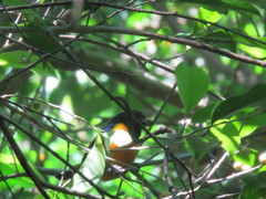 Euphonia rufiventris