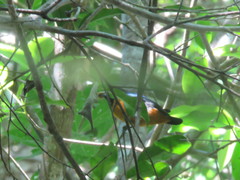 Euphonia rufiventris