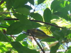 Euphonia chrysopasta