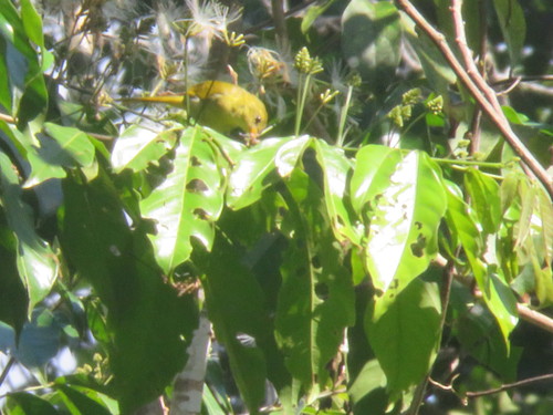 Guira Tanager (Hemithraupis guira), photo 9