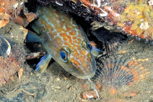 Common ling (Molva molva) — Lotidae — 3