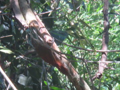 Xiphorhynchus obsoletus