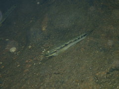 Sicyopterus