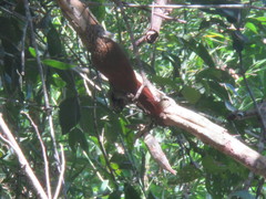 Xiphorhynchus obsoletus