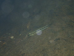 Sicyopterus