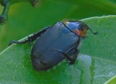 Strigoderma sulcipennis