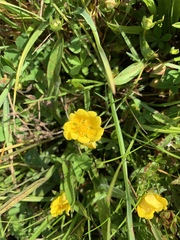 Ranunculus repens