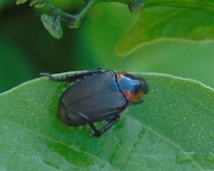 Strigoderma sulcipennis