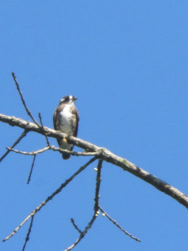 Iodopleura isabellae