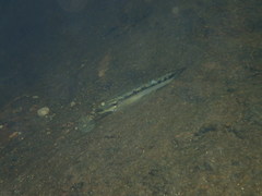 Sicyopterus