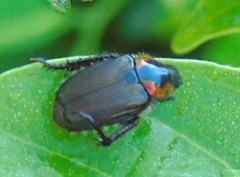 Strigoderma sulcipennis