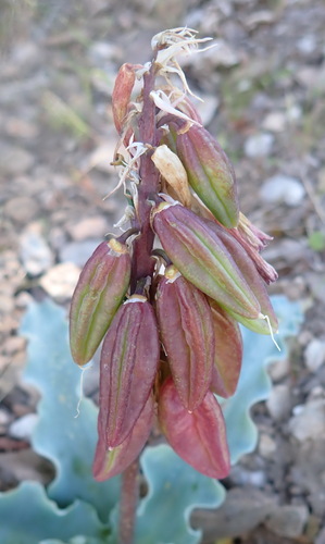 Image of Veltheimia capensis by (c) Nicola van Berkel, some rights reserved (CC BY-SA)
