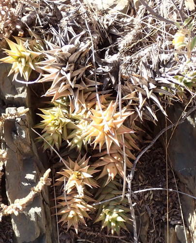 Astroloba spirella
