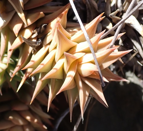Astroloba spirella