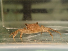 Parasesarma plicatum