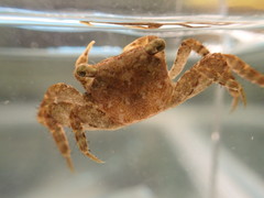 Parasesarma plicatum