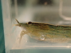 Atyopsis spinipes