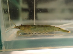 Atyopsis spinipes