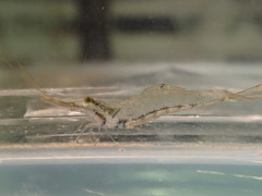 Caridina brevidactyla
