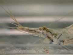 Caridina brevidactyla