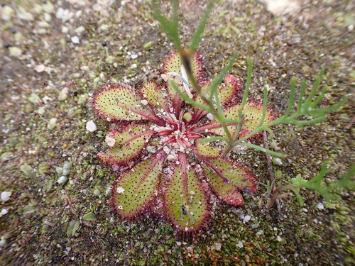 Drosera bulbosa