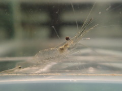 Palaemon debilis