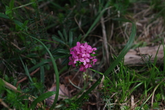 Daphne cneorum