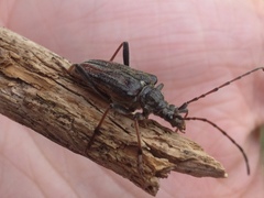 Oxymirus cursor