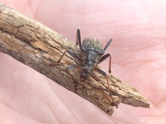 Oxymirus cursor