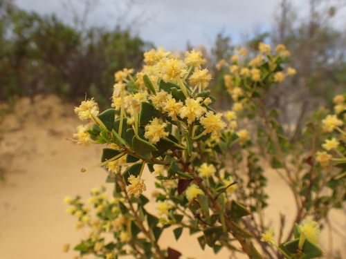 Image of Acacia truncata by (c) Nina Kerr, some rights reserved (CC BY)