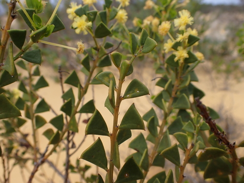 Image of Acacia truncata by (c) Nina Kerr, some rights reserved (CC BY)