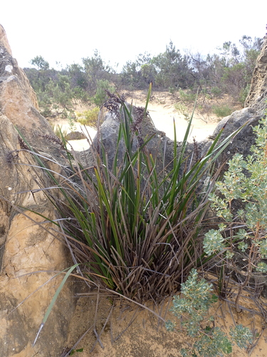 Image of Coast Sword-Sedge (Lepidosperma gladiatum) by (c) Nina Kerr, some rights reserved (CC BY)