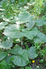 Petasites paradoxus