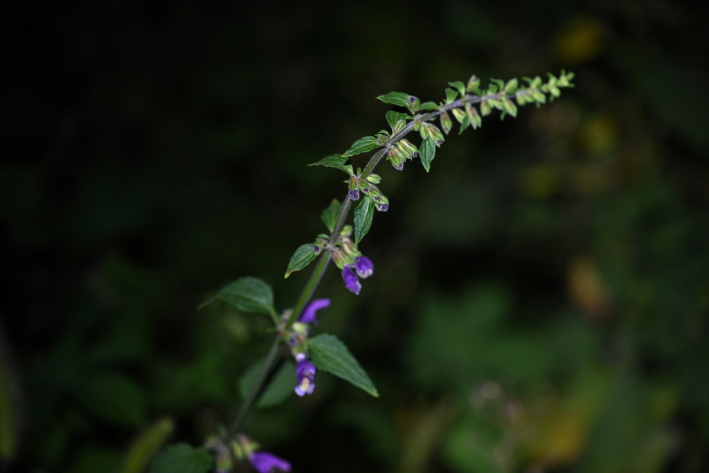 Salvia sect. Annuae