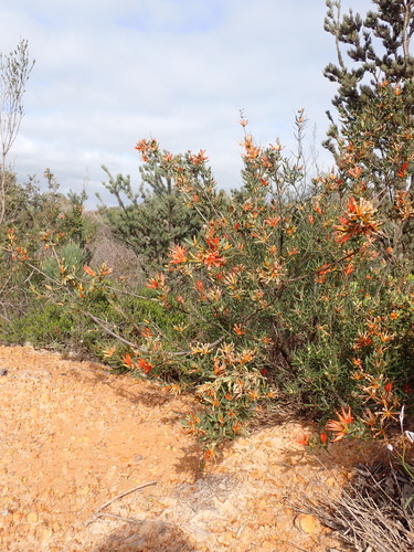 Image of Lambertia multiflora by (c) Nina Kerr, some rights reserved (CC BY)