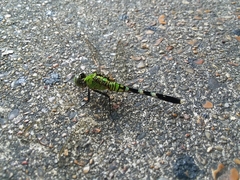Erythemis simplicicollis