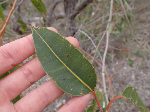 Corymbia calophylla