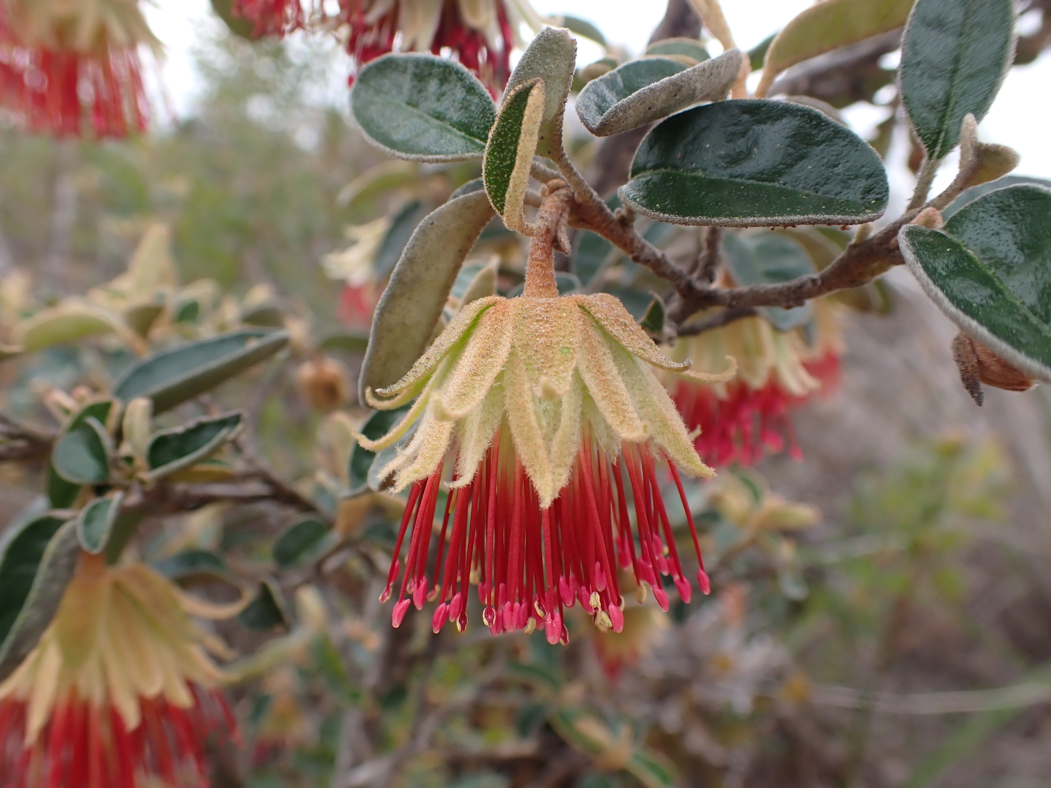 Diplolaena ferruginea