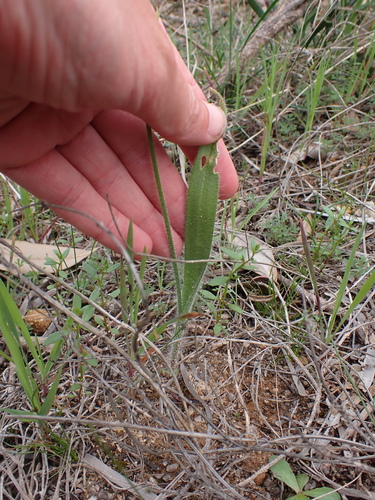 Image of Caladenia lorea by (c) Nina Kerr, some rights reserved (CC BY)