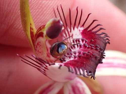 Image of Caladenia lorea by (c) Nina Kerr, some rights reserved (CC BY)