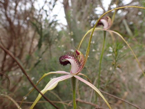 Image of Caladenia lorea by (c) Nina Kerr, some rights reserved (CC BY)