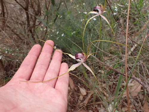 Image of Caladenia lorea by (c) Nina Kerr, some rights reserved (CC BY)