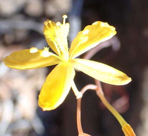 Bulbine foleyi