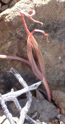 Bulbine foleyi