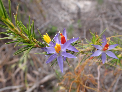 Image of Calectasia narragara by (c) Nina Kerr, some rights reserved (CC BY)