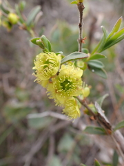 Hypocalymma xanthopetalum, photograph (c) Nina Kerr, some rights reserved (CC BY)