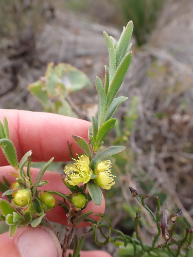 Hypocalymma xanthopetalum, photograph 5