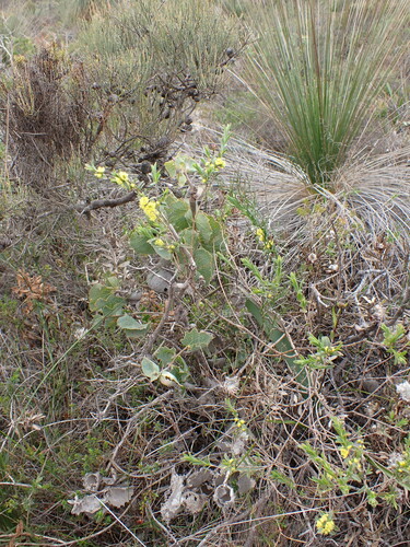 Image of Hypocalymma xanthopetalum by (c) Nina Kerr, some rights reserved (CC BY)
