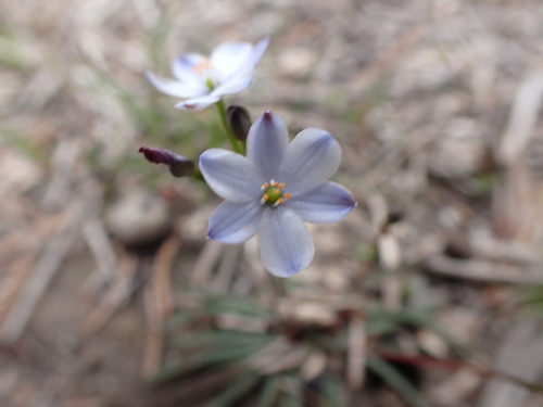 Image of Chamaescilla Maculata (Chamaescilla maculata) by (c) Nina Kerr, some rights reserved (CC BY)