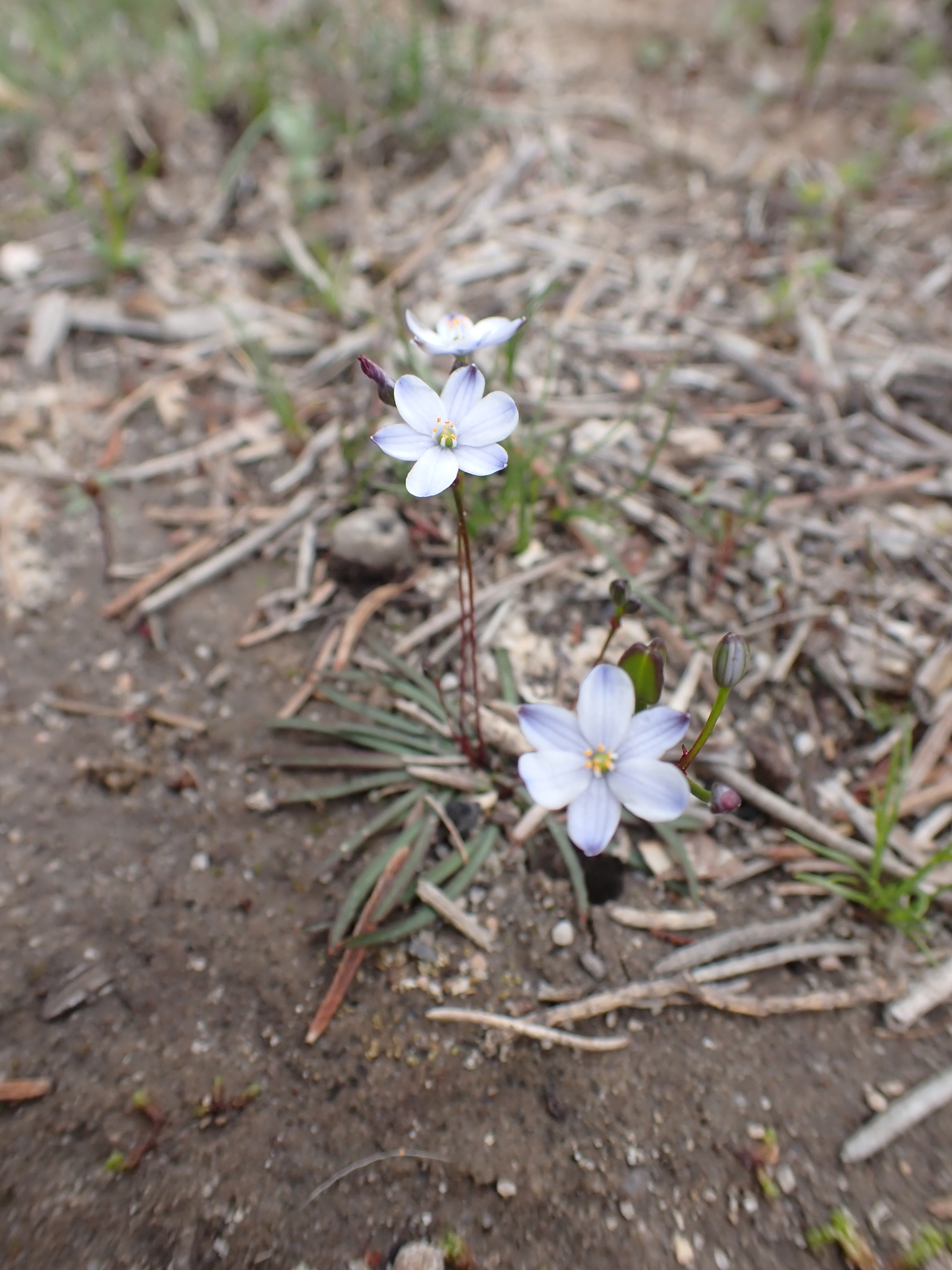Chamaescilla maculata